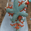stella-celeste-1
